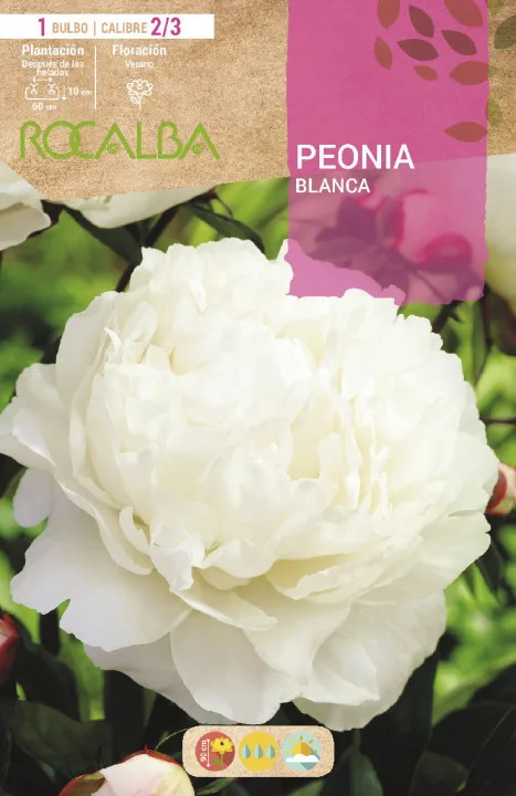Bulbos Peonias Blanco — foto principal
