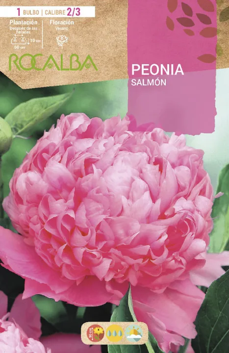 Bulbo Peonias Salmon — foto principal