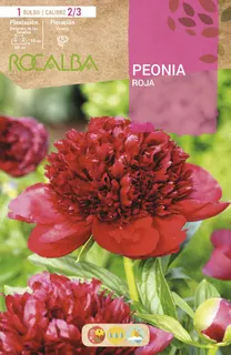 Bulbos Peonias Rojo