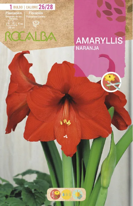 Bulbo Amaryllis 26/28 Naranja — foto principal