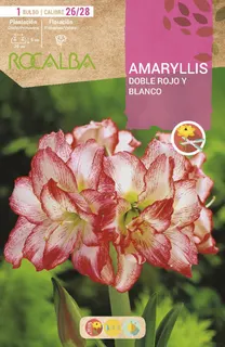 Amaryllis 26/28 Doble Rojo y Blanco