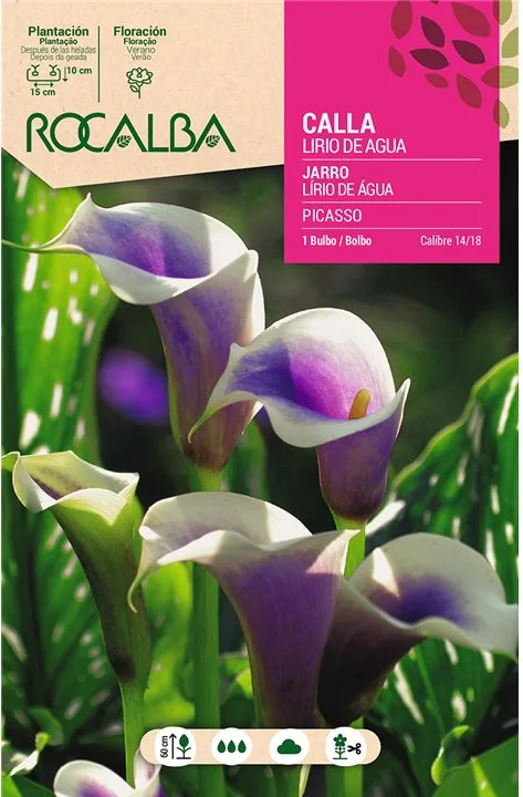 Bulbo Callas 14/18 Picasso Lila Borde Blanco