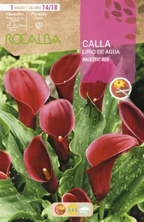 Bulbo Callas 14/18 Majestic Red Rojo