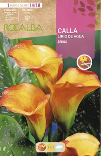 Bulbo Callas 14/18 Selina Amarillo con Rojo