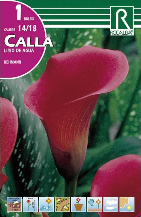 Bulbo Calla 14/18 Rehmanii Rosa — foto principal