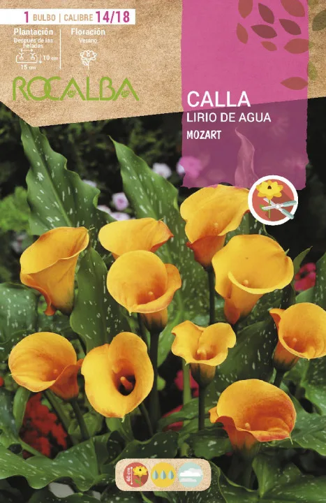 Bulbo Callas 14/18 Mozart Color Albaricoque — foto principal