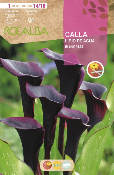 Bulbo Callas 14/18 Black Star Negro
