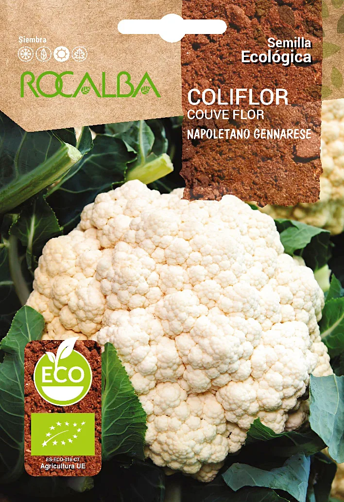 Semilla Ecologica Coliflor Napoletano Gennarese