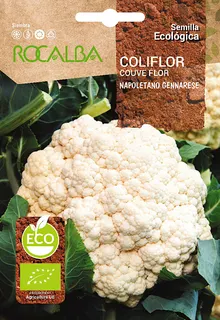 Semilla Ecologica Coliflor Napoletano Gennarese
