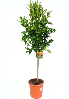 Arbol Frutal Mandarino 2 Años