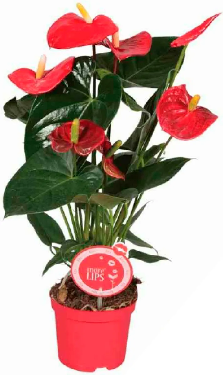 Anthurium Madural M14