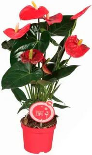 Anthurium Madural M14