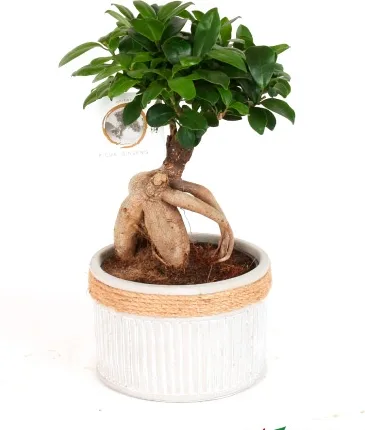 Ficus Ginseng M21