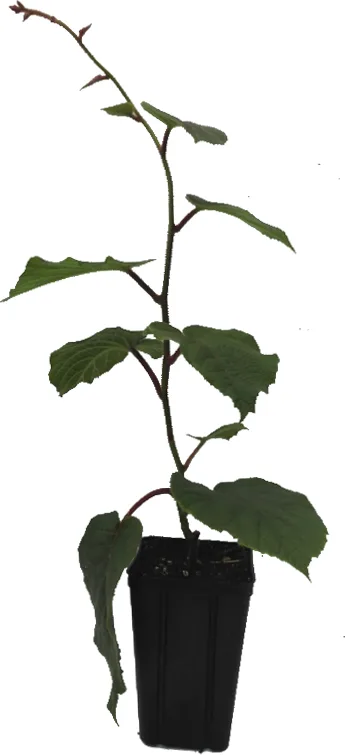 Arbol Frutal Kiwi Amarillo Hembra Golden C19