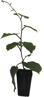 Arbol Frutal Kiwi Amarillo Hembra Golden C19