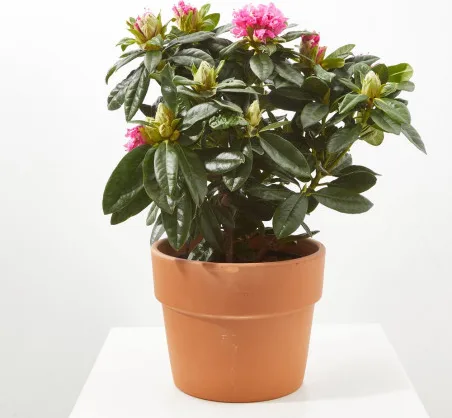 Planta Rododendro M15 — foto 2
