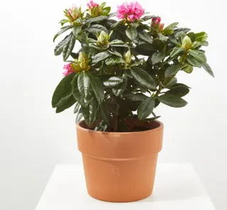 Planta Rododendro M15