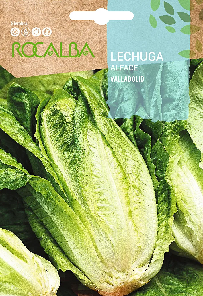 Semilla Lechuga Valladolid