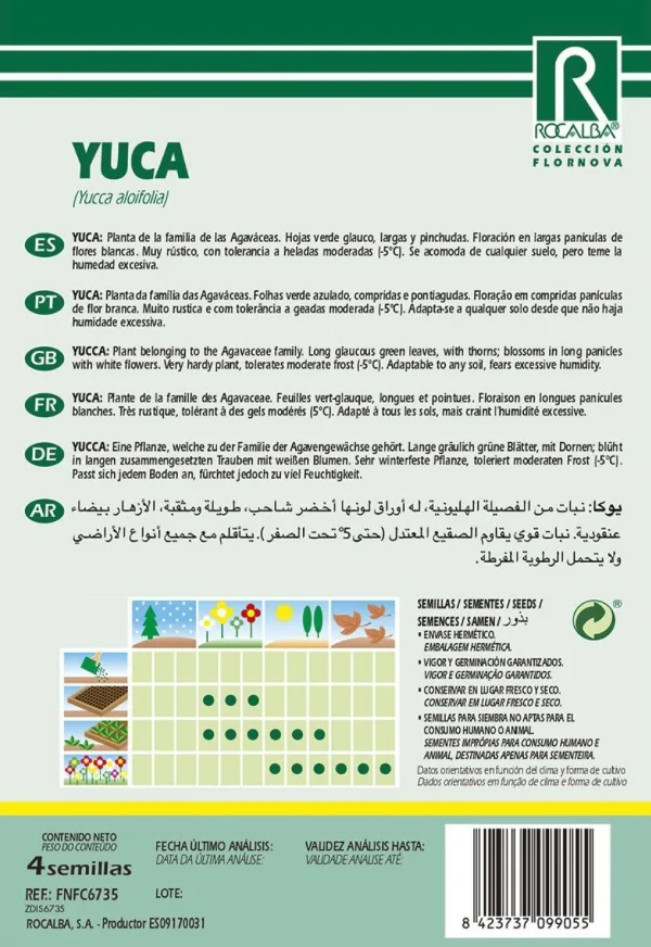Semilla Yuca -yuccca Aloifolia- — foto 3