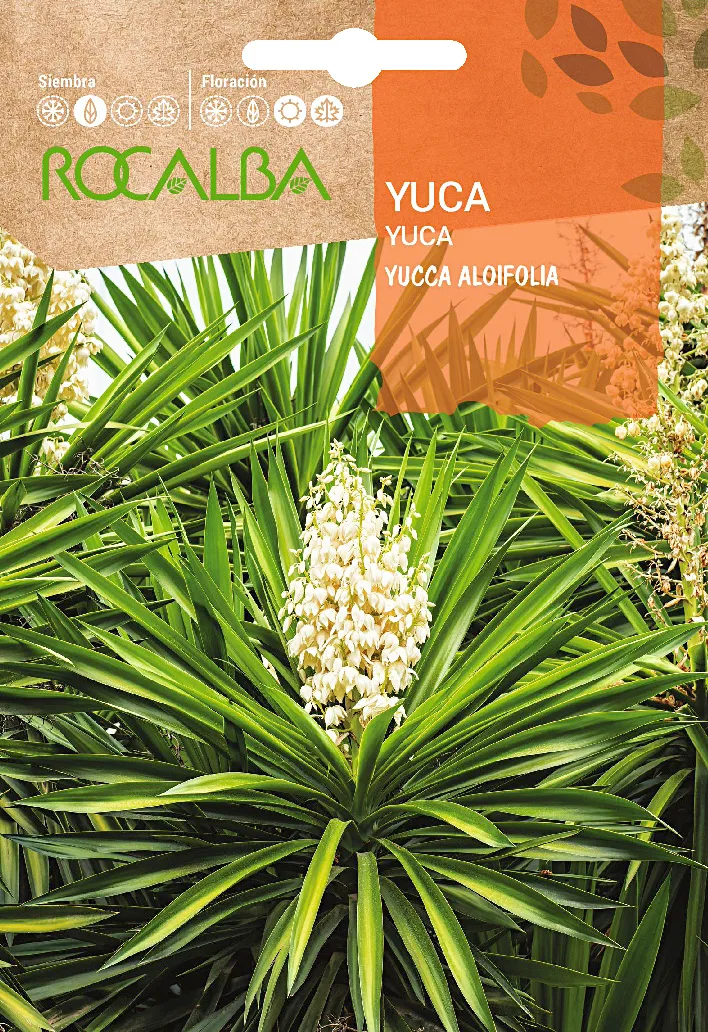 Semilla Yuca -yuccca Aloifolia- — foto principal