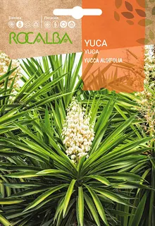 Semilla Yuca -yuccca Aloifolia-