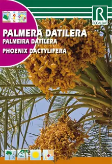 Semilla Palmera Datilera