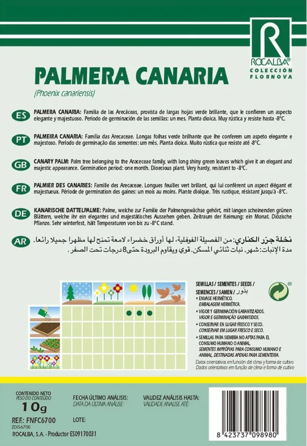 Semilla Palmera Canaria - Phoenix Canariensis- — foto 4