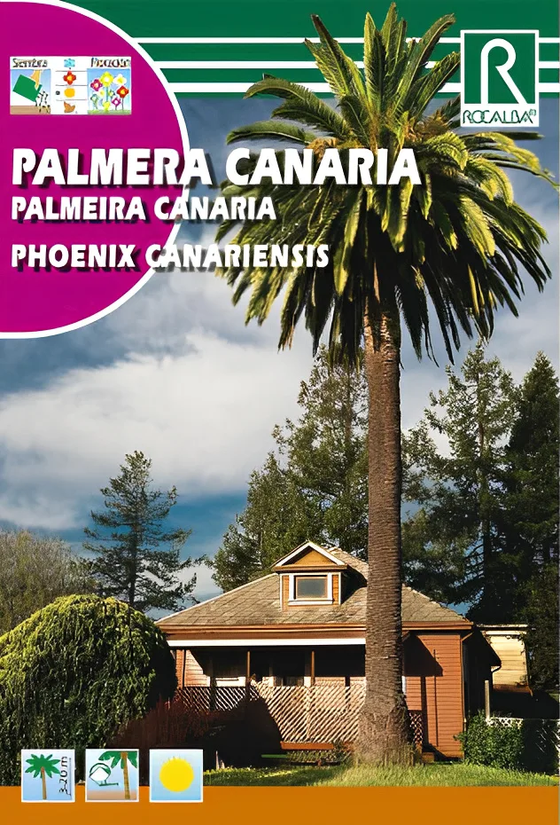 Semilla Palmera Canaria - Phoenix Canariensis- — foto principal