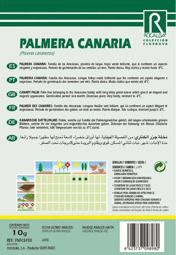 Semilla Palmera Canaria - Phoenix Canariensis- — foto 2
