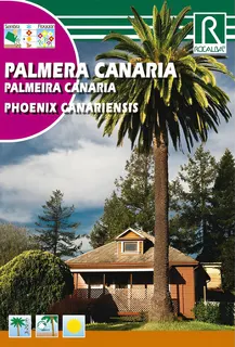 Semilla Palmera Canaria - Phoenix Canariensis-