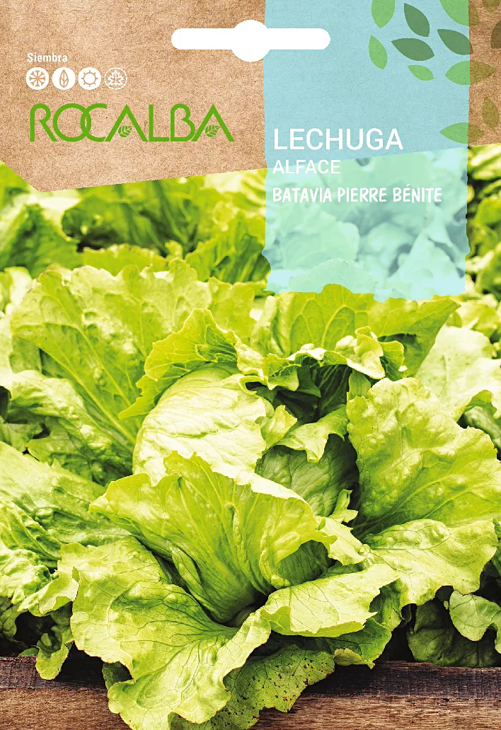 Semilla Lechuga de Pierre Benite