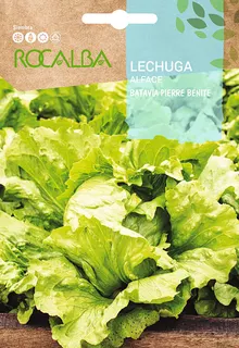 Semilla Lechuga de Pierre Benite