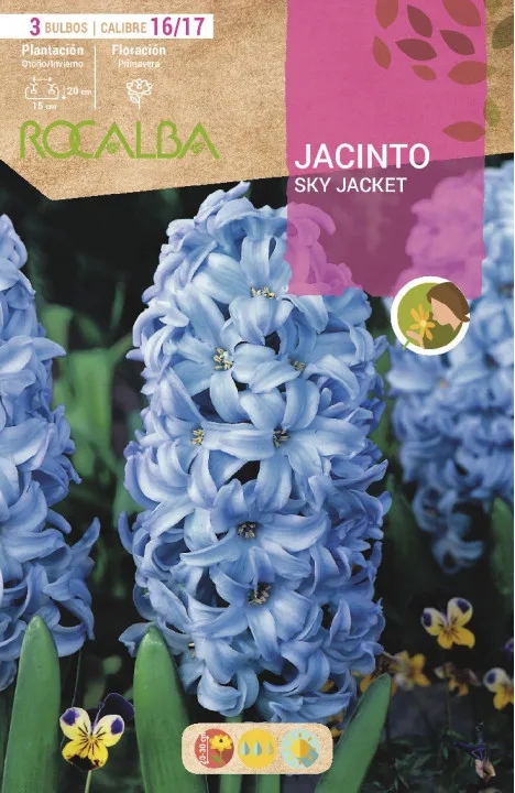 Bulbos Jacinto Variedad Sky Jacket — foto principal