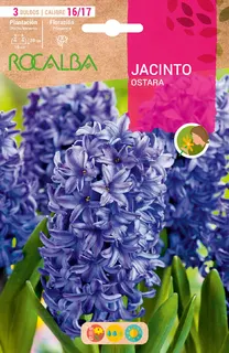 Bulbos Jacinto Variedad Ostara Azul Celeste