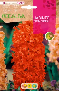 Bulbos Jacinto Variedad Gipsy Queen Naranja