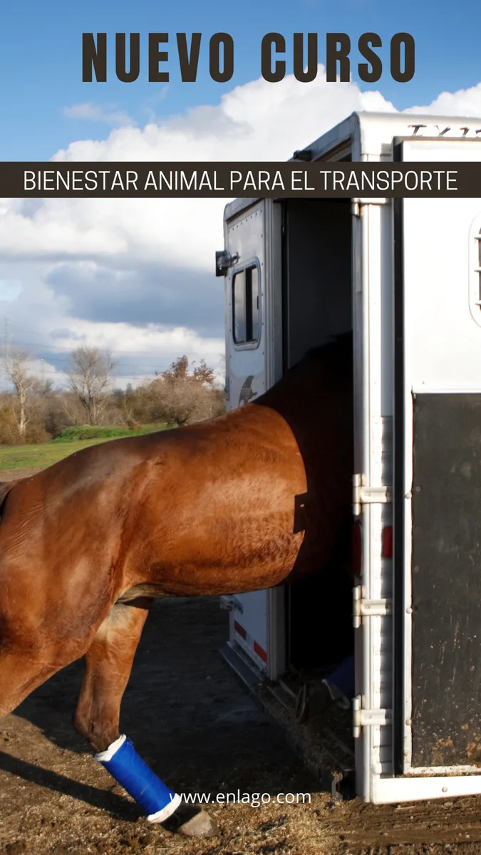 Curso de Bienestar Animal para el Transporte Octubre 2026 — foto principal