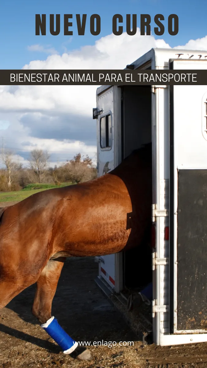 Curso de Bienestar Animal para el Transporte Octubre 2026 — foto 2