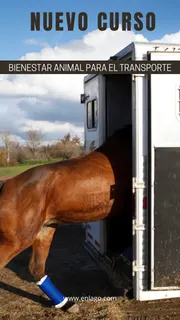 Curso de Bienestar Animal para el Transporte Octubre 2026
