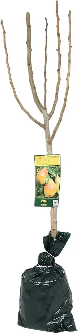 Arbol Frutal Enano Ciruelo