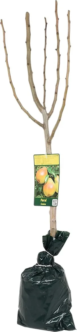 Arbol Frutal Enano Albaricoque
