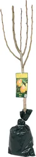 Arbol Frutal Enano Albaricoque