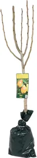 Arbol Frutal Enano Cerezo