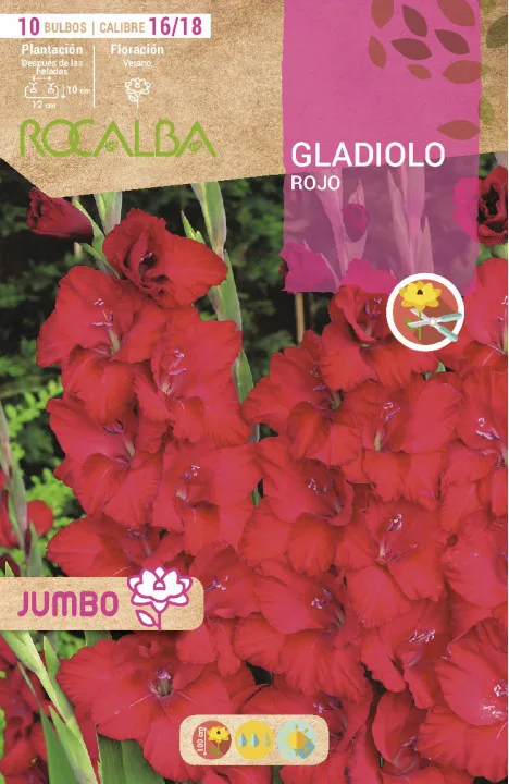 Bulbos Gladiolos Jumbo Rojo