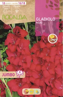 Bulbos Gladiolos Jumbo Rojo