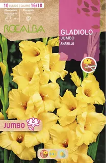 Bulbos Gladiolos Jumbo Amarillo