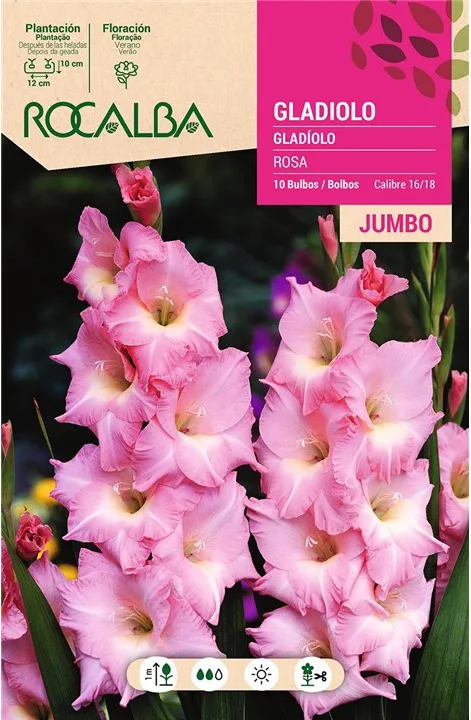 Bulbos Gladiolos Jumbo Rosa