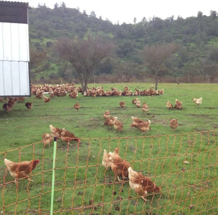 Malla Electrificada para Gallinas 50 metros — foto principal