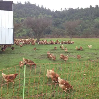 Malla Electrificada para Gallinas 50 metros