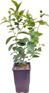 Planta Arandano Legacy Maceta 1 Litro