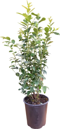 Planta Arandano Legacy Maceta 4 Litros